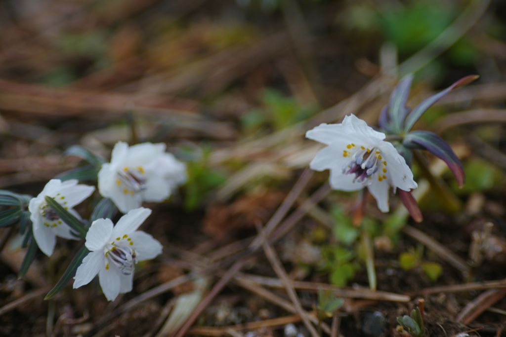 向春　セツブンソウ　Ⅱ