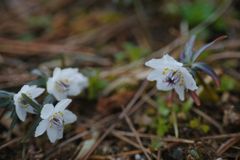 向春　セツブンソウ　Ⅱ