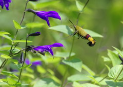 虫達を追って　スカシバ