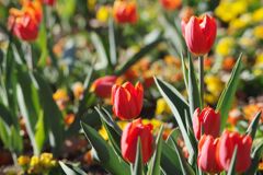 万物寒　チュウリップ