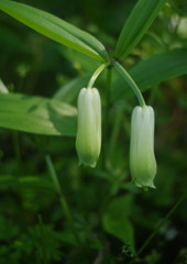 春色　ほうちゃくそう？