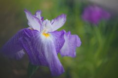 立夏　ショウブ　Ⅲ