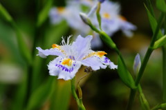 春の息吹き　シャガ