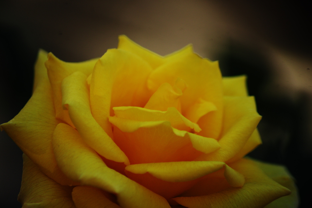 薔薇
