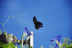 花と虫達　クロアゲハ