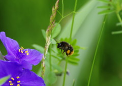 虫達を追って　ハナバチ