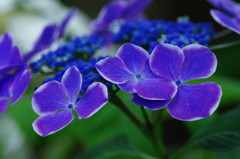 アジサイ祭り　Ⅲ