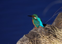 野鳥を探して　カワセミ