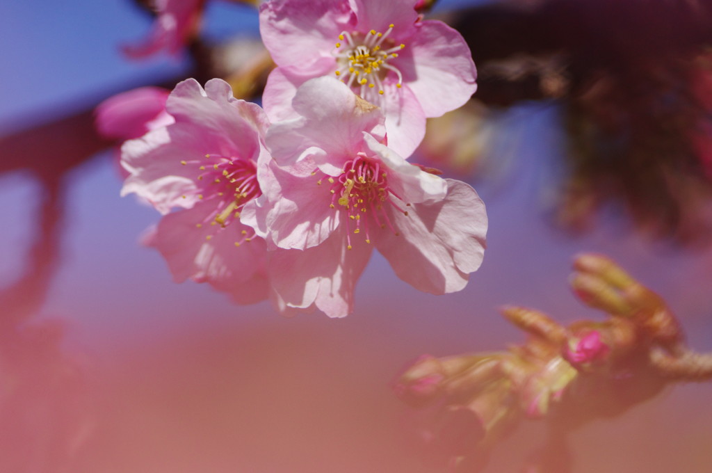 春を探して　河津桜　Ⅲ