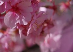 春光　サクラ　Ⅱ