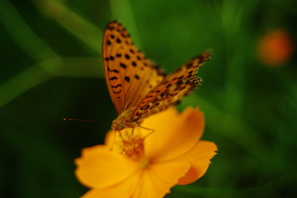 初秋　ヒョウモンチョウ？