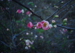 OLD LENS 相模原公園　Ⅱ