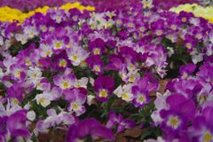 春風　パンジー