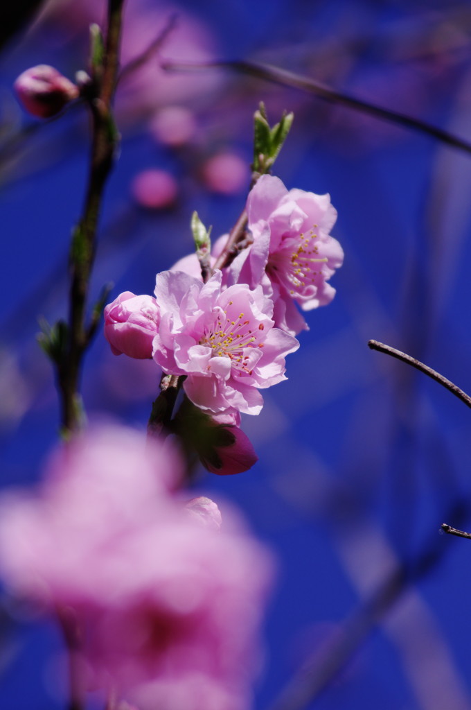 春だ・・・花桃