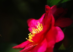 山茶花　Ⅱ