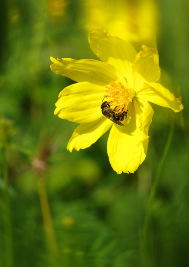 花と虫達　ミツバチ