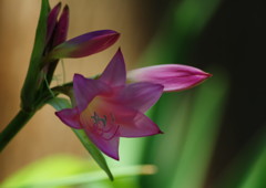 初夏を探して　アマクリナム