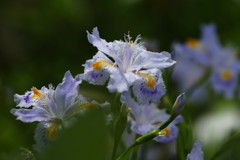 春の息吹き　シャガ　Ⅱ