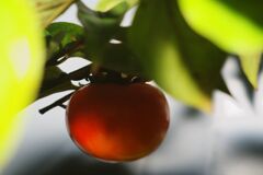 落日　柿　Ⅱ