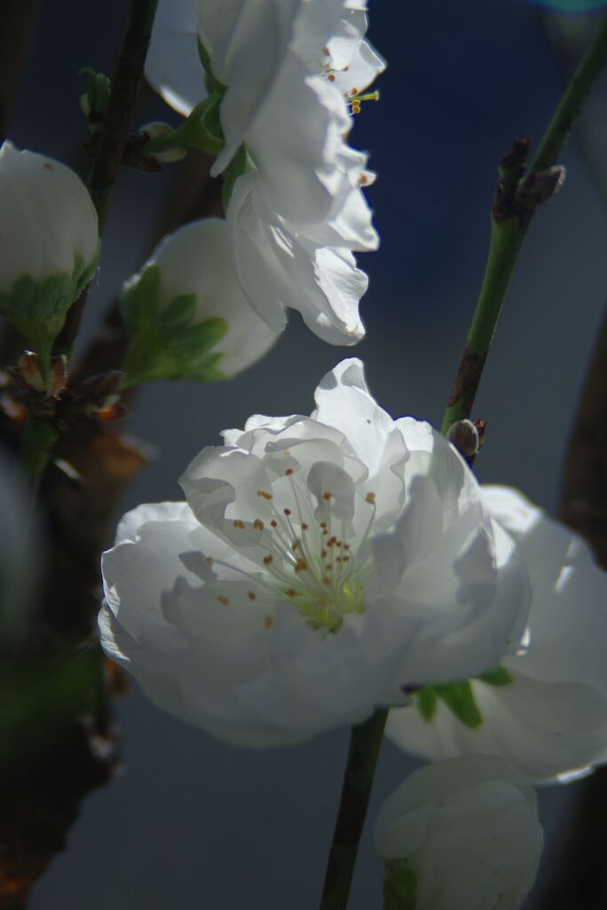 花春　花桃
