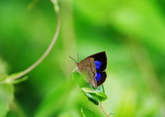 虫達を追って　ルーミスシジミ