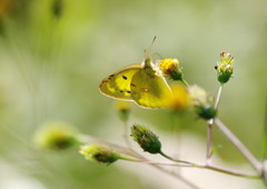 虫達を追って　モンキチョウ