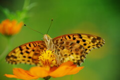 秋思　ヒョウモンチョウ　Ⅱ
