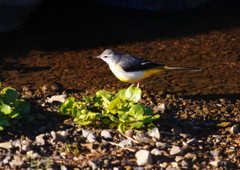 野鳥を探して　キセキレイ