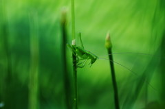 虫達を追って　バッタ