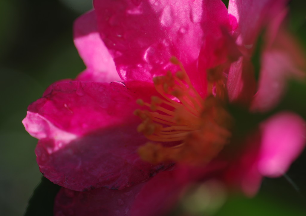 寒冷　サザンカ　Ⅱ