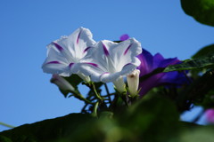 秋を探して　朝顔の仲間？　Ⅱ