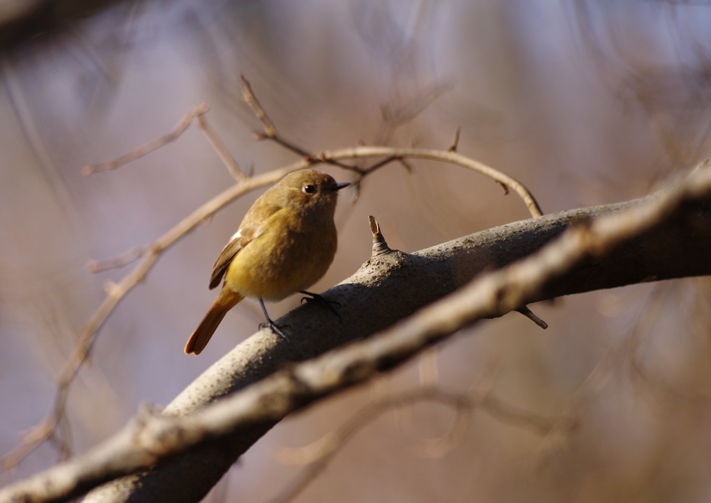 野鳥を探して　百舌？