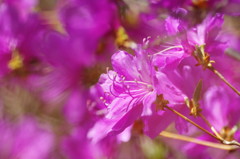 春爛漫　ミツバツツジ　Ⅱ