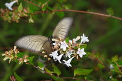 行秋　ジャコウアゲハ？　Ⅱ