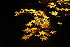 秋を探して　紅葉　Ⅱ