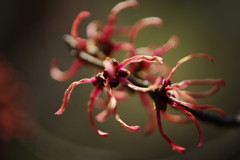 仲春　マンサク