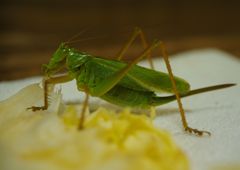 路傍　キリギリス