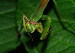 季夏　カマキリ