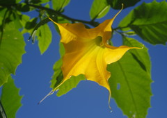 OLD LENS  トランペット