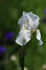 春の息吹　ジャーマンアイリス