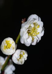 仲春　ウメ