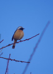 野鳥を追って　ジョウビタキ