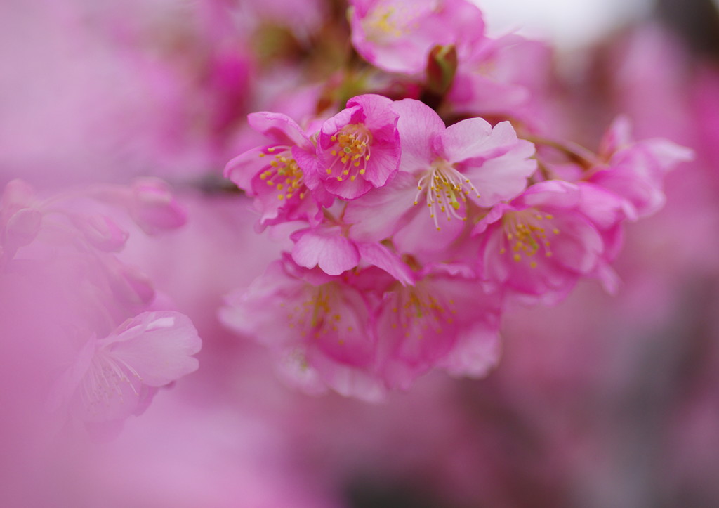 春を探して　河津桜　Ⅱ