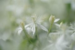 初秋　花の名？？？　Ⅱ