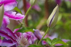 中春　クレマチス　Ⅱ