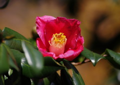 冬を探して　ヤブツバキ