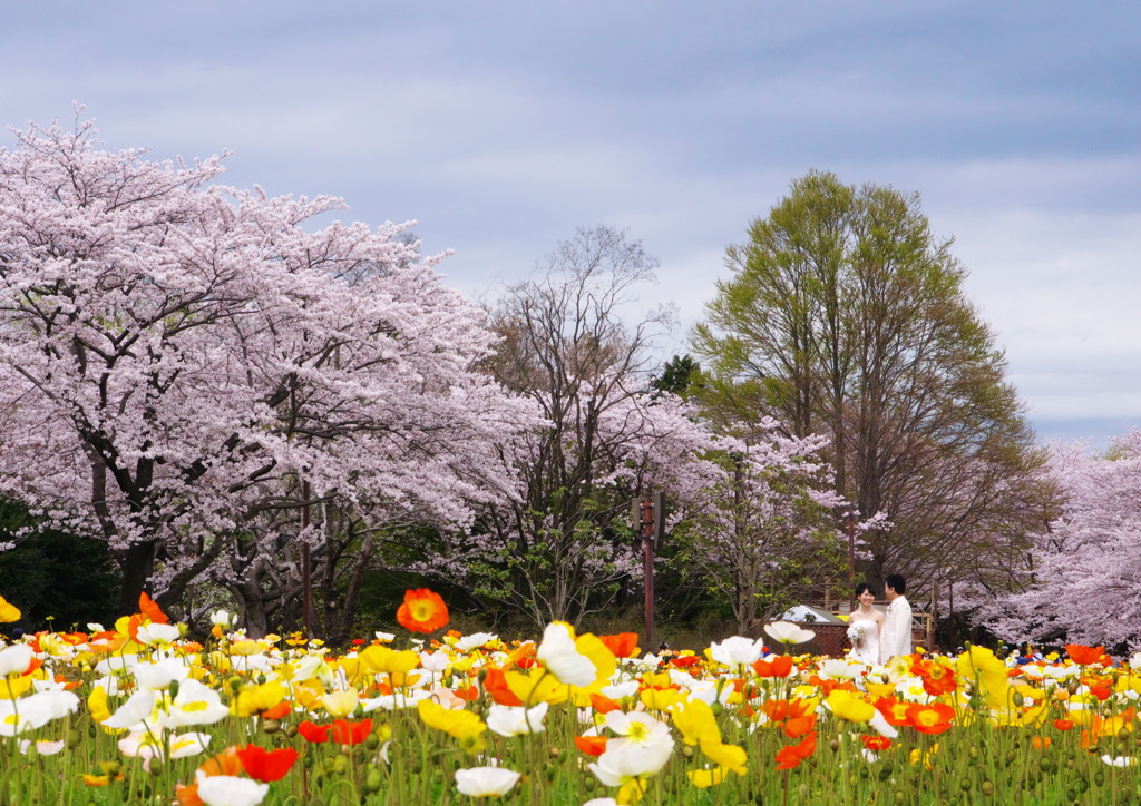 春爛漫　桜