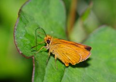 初夏　セセリチョウ