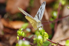 花と虫達　スジクロシロチョウ