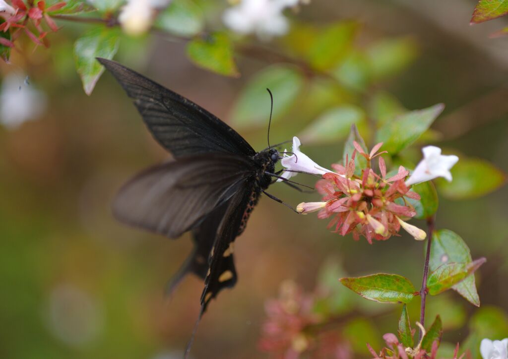行秋　ジャコウアゲハ？